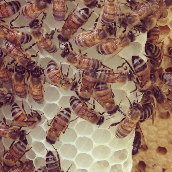 bees on honeycomb, photo by Kate Franzman